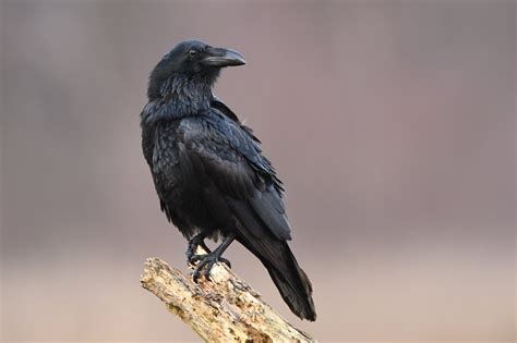 Common Raven Ndow