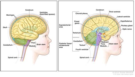 Childhood Brain And Spinal Cord Tumors Treatment Overview