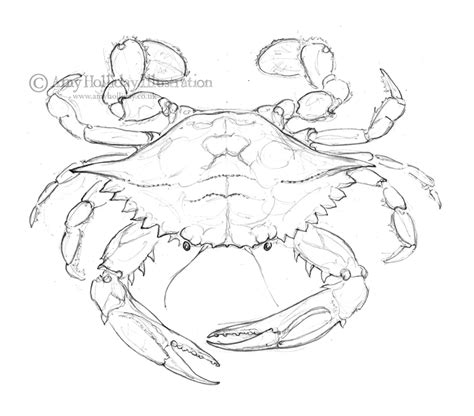 Amy Holliday Illustration : Sketchbook: Atlantic Blue Crab Drawing