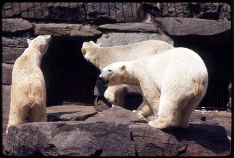 Remembering When The National Zoo Had Polar Bears The Washington Post