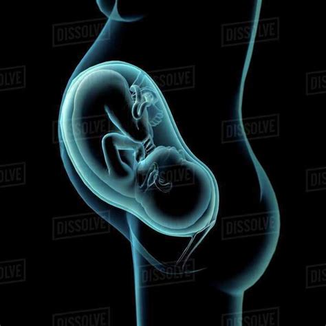 Pregnancy Anatomyxray Side View Of Fetus In Utero Black Background