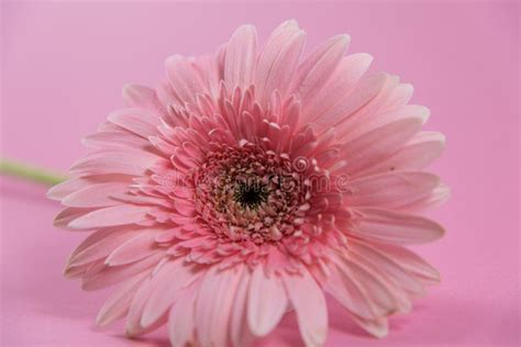 Beautiful Closeup Of Pink Flower On Pink Background Wallpaper Pink