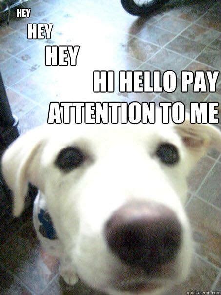 Attention Meme Pay Attention To Me Hog Dog Paying Memes Funny Hue