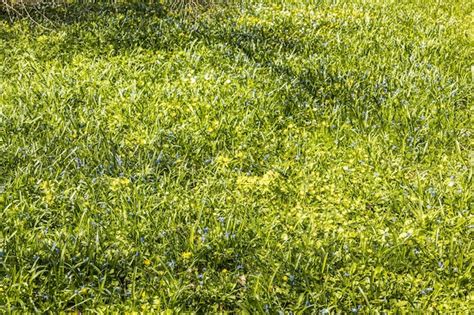 Premium Photo Green Grass With Blue And Yellow Flowers Grows And
