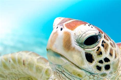 7 Best Places To See Wild Sea Turtles In Florida 2022