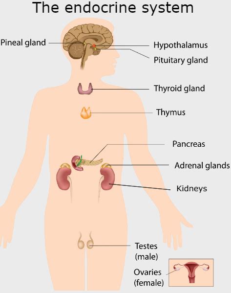 Pineal Gland Healthdirect