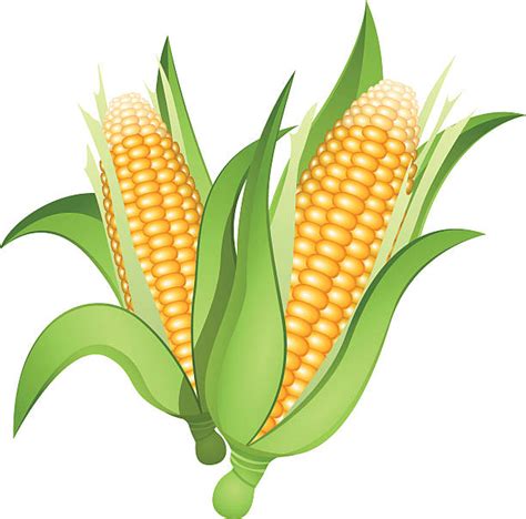 Ear Of Corn Clip Art
