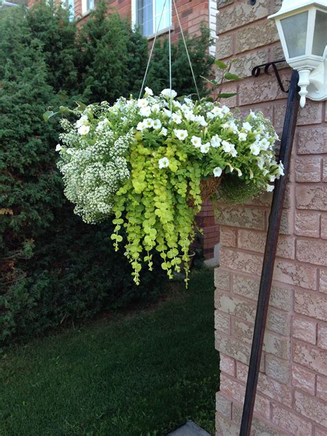 Sensational Trailing Flowering Plants Full Sun Hanging Plant Pots On Fence