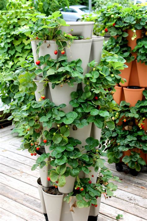 A Complete Guide To Creating A Vertical Strawberry Planter