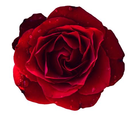 Розы в капельках росы на прозрачном фоне Часть 2 Обсуждение на