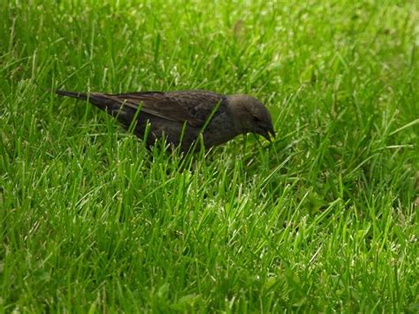 By bernie pascall @berniepascall / vancouver canucks alumni. Bird Photos, Birding Sites, Bird Information: FEMALE BROWN ...