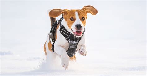 28 Tips For Surviving Winter With Your Dog Petlifeau™