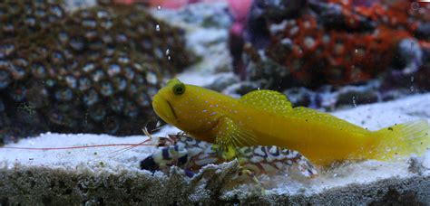 Yellow Watchman Goby Cryptocentrus Cinctus And Tiger Pis Flickr