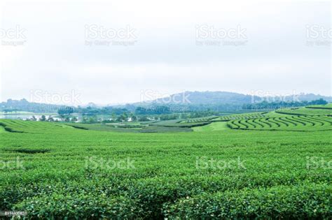 Green Tea Plantation Landscape Stock Photo Download Image Now Kenya