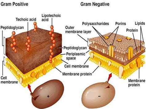The outer membrane is made of lipopolysaccharide and staining or colour difference: Why is it More Difficult to Treat Gram Negative Bacteria ...