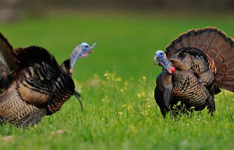 038 Photographing Wild Turkeys With Tes Randle Jolly I Am Turkey
