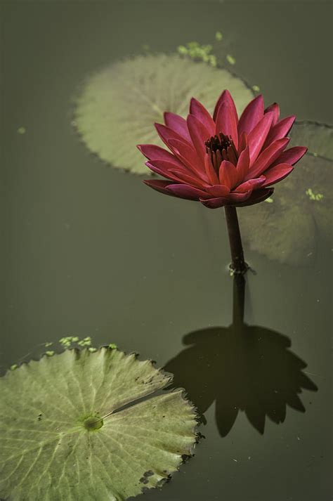 Red Water Lily Kenilworth Gardens Nps Photograph By Mark Serfass