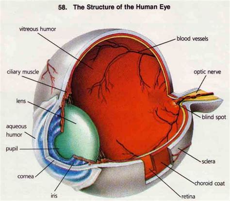 3d Model Of Structure Of Eye 3d Model Human Eye Anatomy Human Anatomy