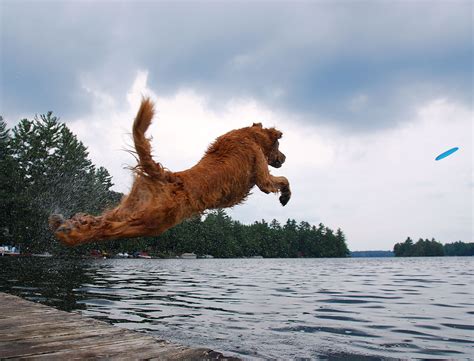50 Photos Of Dogs Jumping Into Lakes Dogs Lake Dogs And Puppies