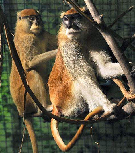 Photos Of The Day Patas Monkeys Move In At Zoo