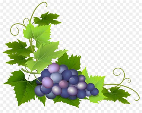 Grapes On A Vine Clip Art 10 Free Cliparts Download Images On