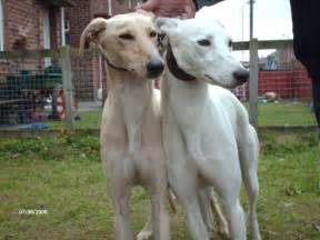 saluki dog breed information puppies pictures