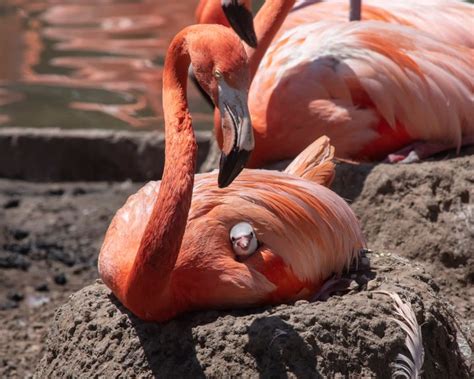 5 Cute Animals To End The Week Flamboyance Of Baby Flamingos Arrive In