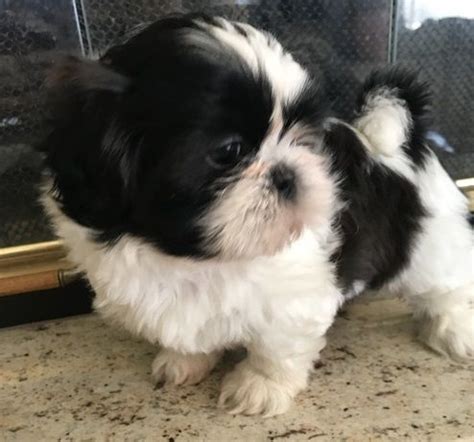 Check spelling or type a new query. Shih Tzu Puppies For Sale | Fall River, MA #286319