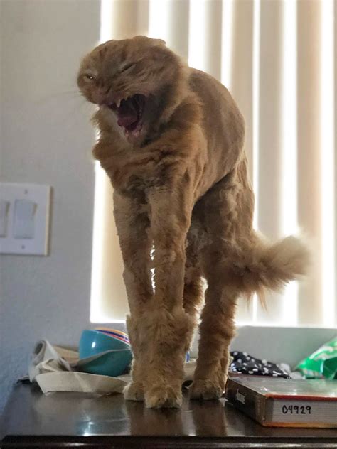 Cats That Got Shaved For Surgery And Now Look Like They Have Ridiculous