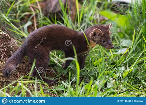 American Pine Marten Martes Americana Kit Stands In Grasses Looking