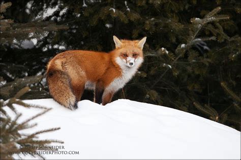 Photo Red Fox Vixen At Edge Of Forest