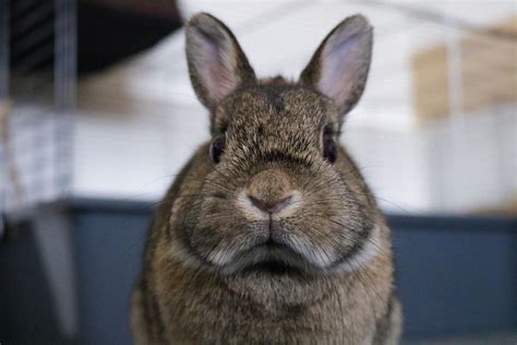 Post a bunny selfie on your stories! Resting rabbit face : Rabbits