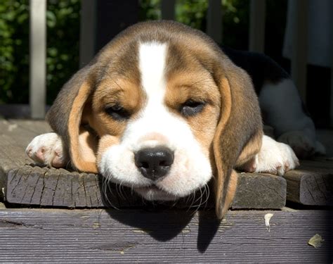 Sad Beagle Puppy