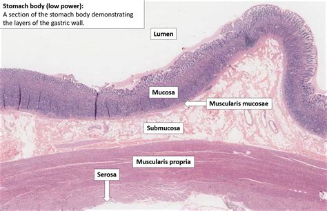 Normal Stomach Histology