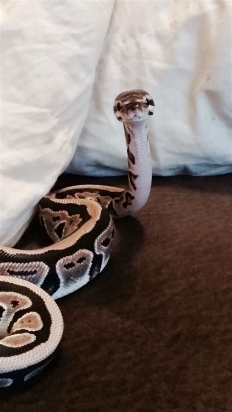 Bailey Ball Python Female 2 Years Friendly Such A Boopable Nose