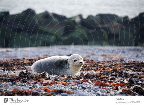 Nature Water Ocean Animal A Royalty Free Stock Photo From Photocase