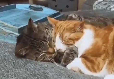 動画 抱き合って眠る猫達が話題に 羨ましい・・ ずっと見てられるw Break Time