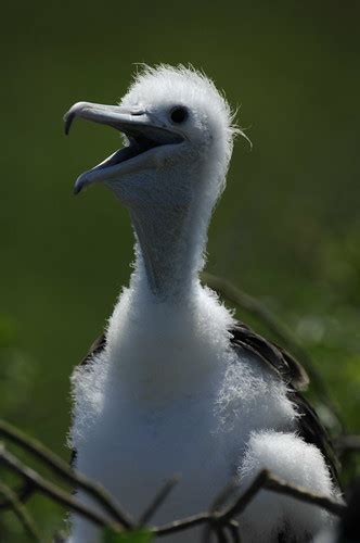 Baby Frigate Bird Galapagos Galapagos Wildlife And Close U Flickr