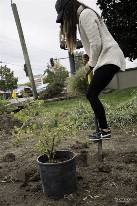 What Digs Holes In Garden - what digs holes in gardens