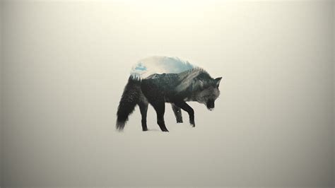 Animal Minimalist Wallpapers Top Free Animal Minimalist Backgrounds