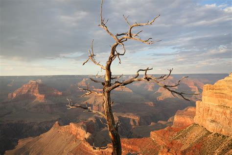 Landscape Photography Of Withered Tree In The Grand Canyon Under Clear