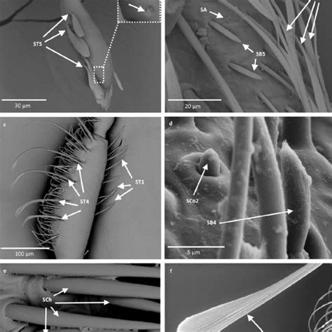 PDF Morphology Of The Antennal Sensilla Of Notonectoidea And Comparison Of Evolutionary