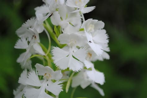 West Virginia Native Wildflowers The Big Year 2013 Orchids Galore And