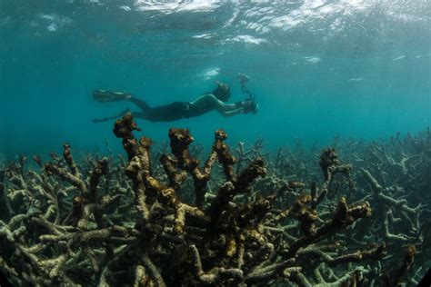 Climate Change This Week Requiem For A Reef Developing Divestment