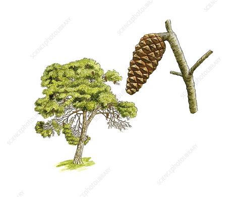 Aleppo Pine Pinus Halepensis Tree Stock Image C0163365 Science