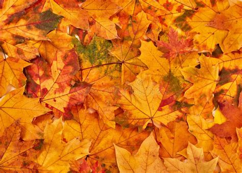 Orange Autumn Leaves Background Stock Image Image Of Collection