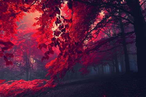 Free Download Red Forest 26750 3840x2160 Wallpaper