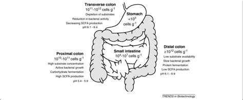 advances and perspectives in in vitro human gut fermentation modeling trends in biotechnology