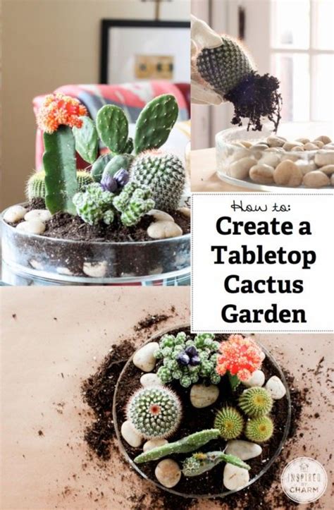 15 Créatives Et Uniques Mini Cactus Jardins Cactus Jardin Jardin De
