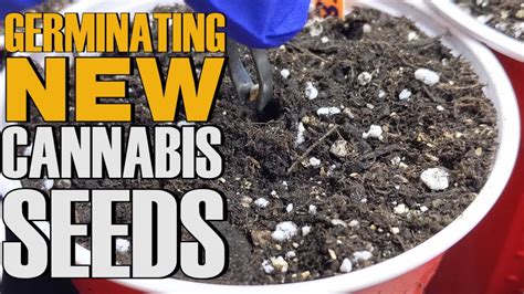 How To Germinate New Cannabis Seeds Successfully Youtube